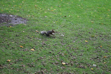 squirrel in the grass
