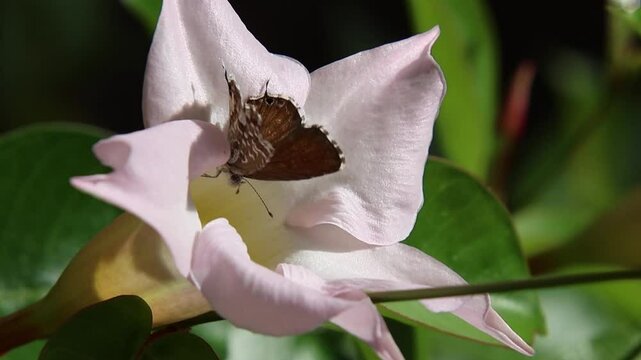 Short clip of a geranium bronze butterfly cacyreus marshalli on a mandevilla dipladenia blossom