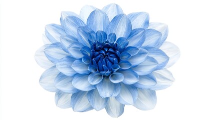 Obraz premium Close-up of a stunning blue Dahlia in full bloom, isolated against a white background, soft gradients of blue on the delicate petals, crisp and clean