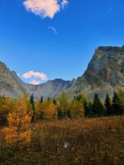 Alberta larch season