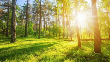 Tranquil Forest Scene with Dappled Sunlight