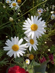 white daisies in a garden