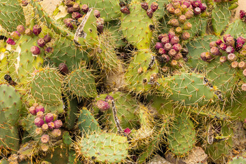 A cactus of the species Opuntia ficus-indica, also known as Nopal or Prickly Pear, full of spikes and fruits