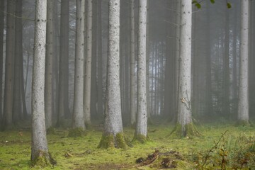 fir tree trunks in the forest in the fog