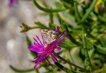geranium bronze butterfly cacyreus marshalli on a delosperma cooperi purple ice plant blossom