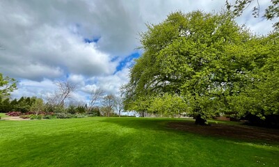 Lush Green Park with Majestic Tree Under Cloudy Sky in Peaceful Outdoor Setting