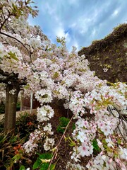 Cherry Blossoms in Full Bloom Under a Cloudy Sky with Soft Pink and White Petals