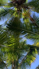 Fototapeta premium coconut palm trees