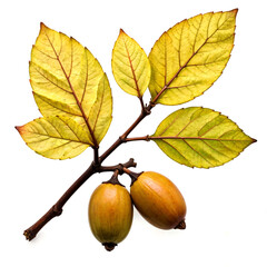 Obraz premium hazelnut on a branch with yellow and green leaves clipart on a white background