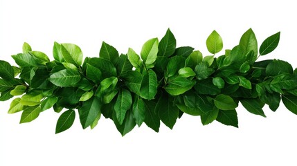 Fototapeta premium Vibrant green leaves arranged on a white isolated background