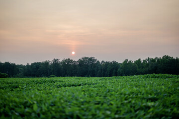 Hazy sunset over a field