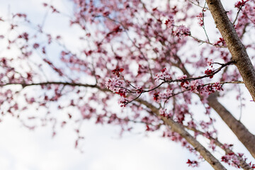 Pink flower buds blooming on a tree branch