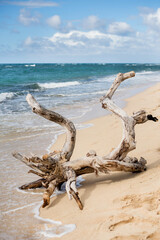 Large driftwood on the North Shore beach of Oahu, Hawaii