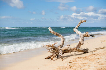 Large driftwood on the North Shore beach of Oahu, Hawaii