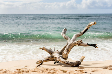 Large driftwood on the North Shore beach of Oahu, Hawaii