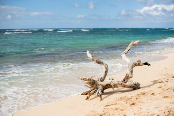 Large driftwood on the North Shore beach of Oahu, Hawaii