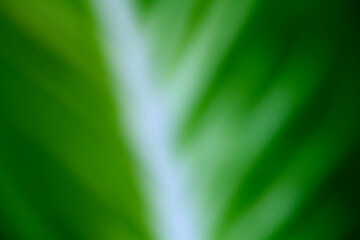 natural green leaves blur using for background cover page environment ecology wallpaper
