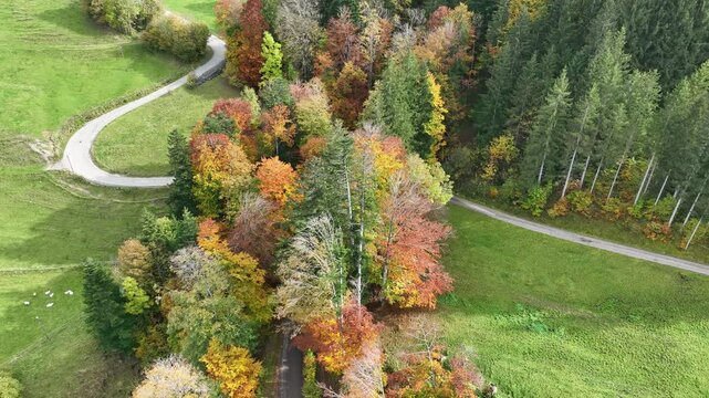 Drohnenvideo von einer engen Stra&szlig;e und B&auml;umen im Herbst