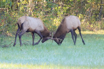 Two bull elk locking antlers fighting. 