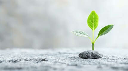 A vibrant green sprout emerges from a stone slab, symbolizing resilience and the beauty of new beginnings.