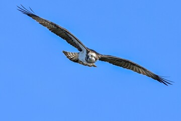 青空バックに頭上を悠然と飛ぶミサゴ