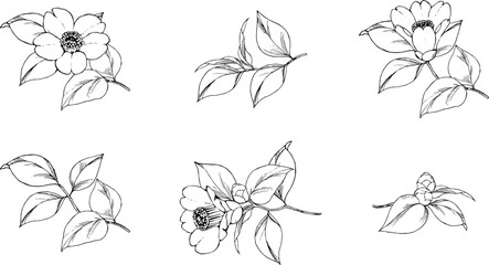 ペンで描いた椿のイラスト素材2