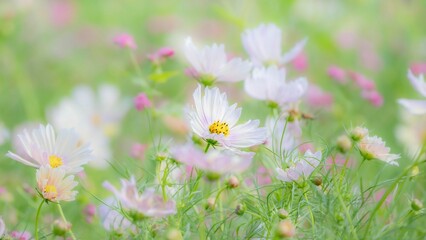 秋の公園や花壇を彩るコスモスのある風景。背景。自然風景素材。