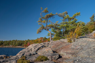 Bent pine trees on a rugged rocky shore with out of focus colorful fall trees in the background along the shore of Georgian Bay, sunny day. Killbear Provincial Park, Ontario, Canada.