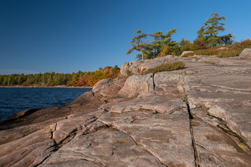 Bent pine trees on a rugged rocky shore with out of focus colorful fall trees in the background along the shore of Georgian Bay, sunny day. Killbear Provincial Park, Ontario, Canada.