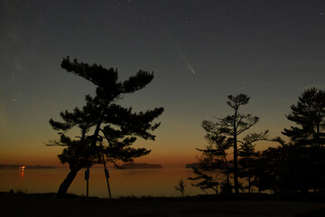 Night photo with a silhouette of a pine tree and night sky with stars and C 2023 A3 comet with a...