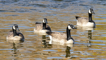 geese on the water