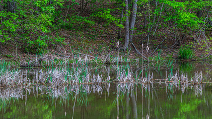 Cattails growing in a mountain lake.