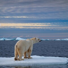 a polar bear on a large piece of white ice