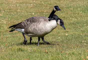 canada geese standing on the grass