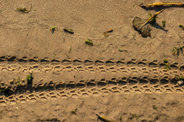 Close-up of two distinct bicycle tire tracks imprinted on wet sand along a riverbank, with small scattered leaves and debris under bright sunlight.
