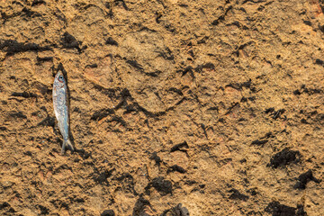 A small fish lies on dry, cracked earth, dead under the sun, symbolizing environmental damage and drought.
