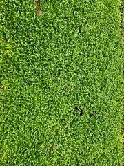 Green Grass Lawn Texture Background