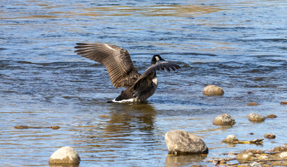 canada goose in the water