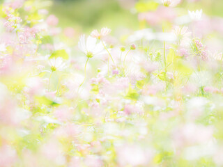 Fototapeta premium 秋の公園や花壇を彩るコスモスのある風景。午後の眩しい光に包まれる様子。背景。自然風景素材。