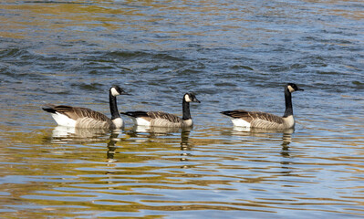 canadian geese swimming
