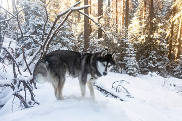 A Siberian Husky stands amidst a snowy forest, its fur blending in with the white landscape.