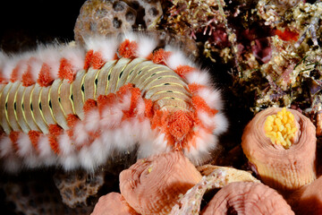 Bearded fireworm closeup