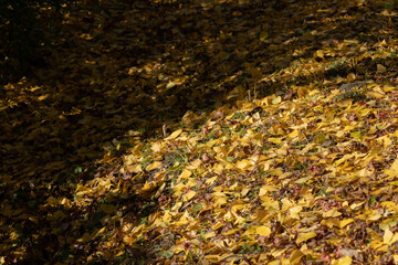 イチョウの落ち葉