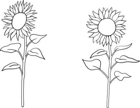 Illustration of sunflower drawn with simple lines