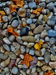 Fall foliage in a blend of amber, gold, and rust colors, captured under soft lighting that accentuates the leaf textures and seasonal atmosphere.