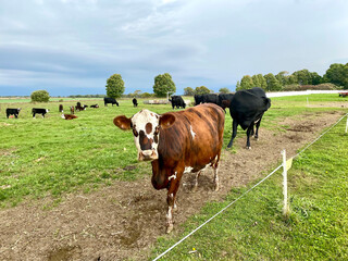 cows in a field