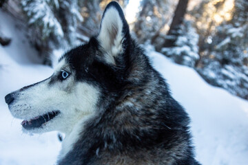 A Siberian Husky stands in a snowy landscape, gazing out at the breathtaking scenery.