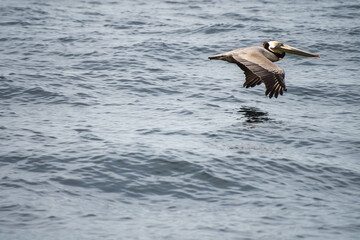Brown pelican (Pelecanus occidentalis) flying just above the water in Mazatlan, Mexico