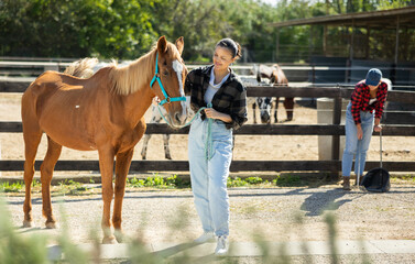 Asian girl, owner of horse, walks pet outdoor in paddock. Hoofed animal and groom girl are standing near log fence on paddock. Sunny day at hippodrome racetrack