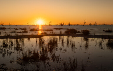 Silhouetted box tree skeletons line the horizon as the sun sets behind them, colouring both the sky and water of Lake Pamamaroo vibrant orange in this peaceful long exposure Australian landscape.